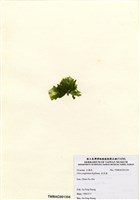 藏品(牡丹菜)的圖片